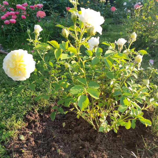 превью изображения отзыва