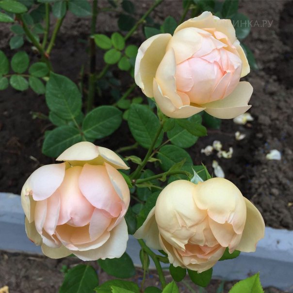 превью изображения отзыва