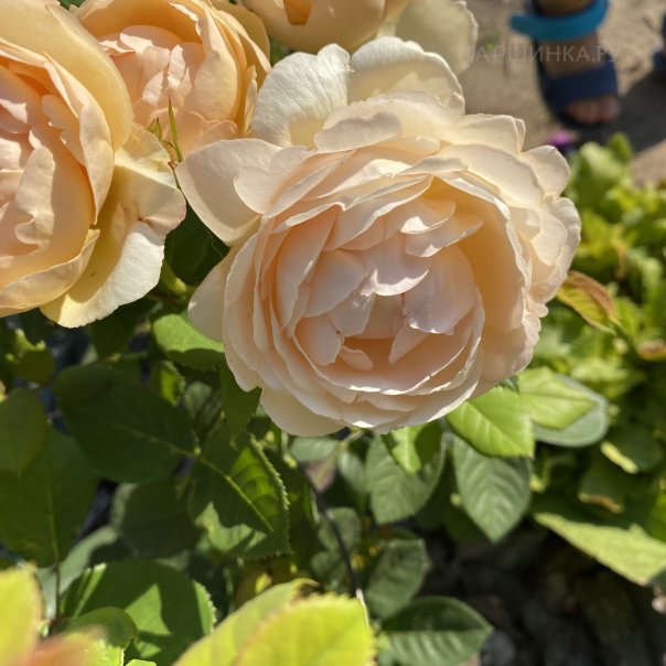 превью изображения отзыва