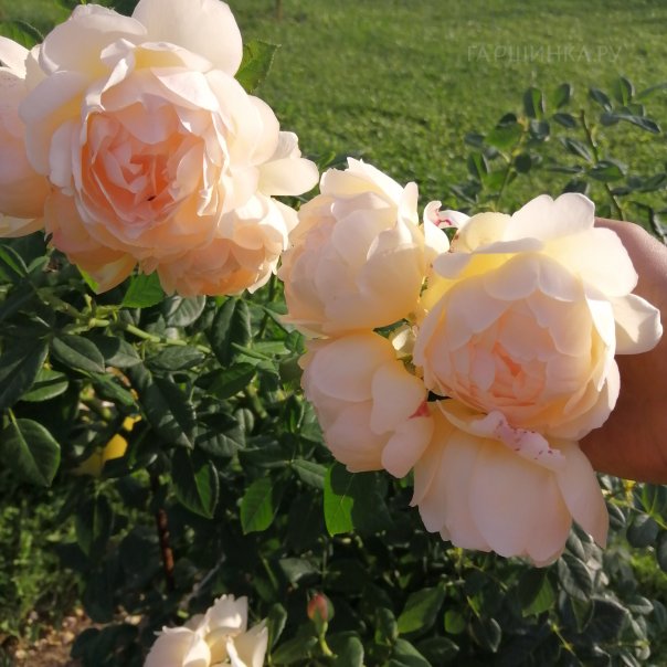 превью изображения отзыва