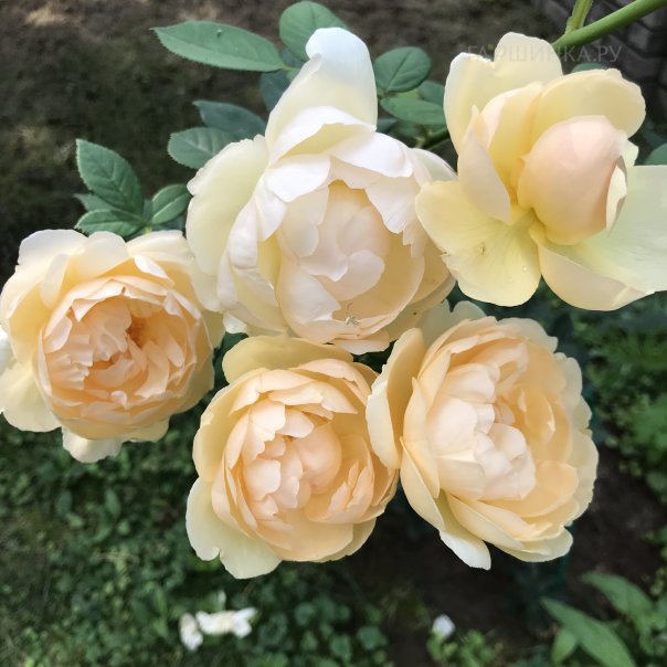 превью изображения отзыва