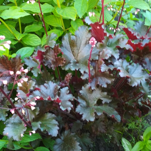 превью изображения отзыва