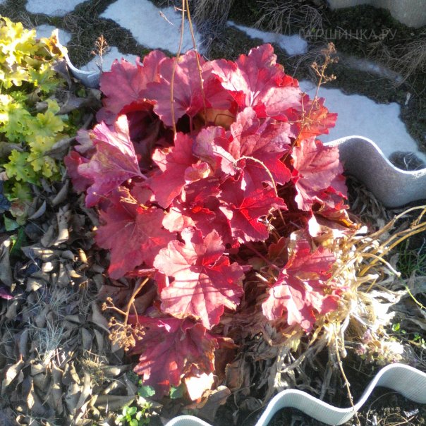 превью изображения отзыва