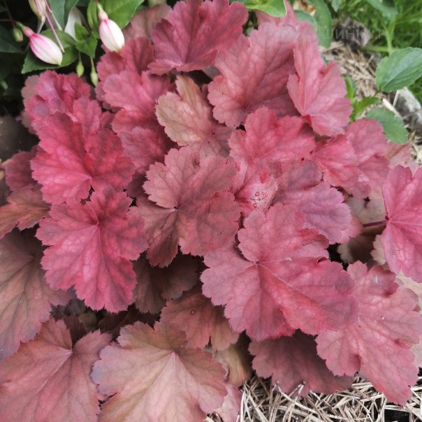 превью изображения отзыва