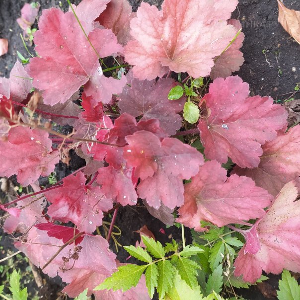 превью изображения отзыва