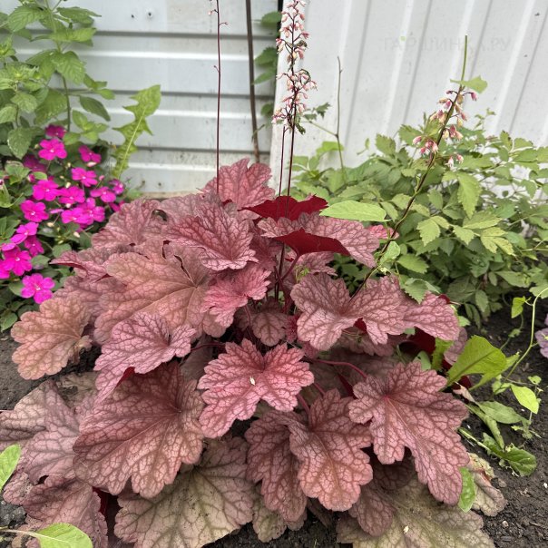 превью изображения отзыва