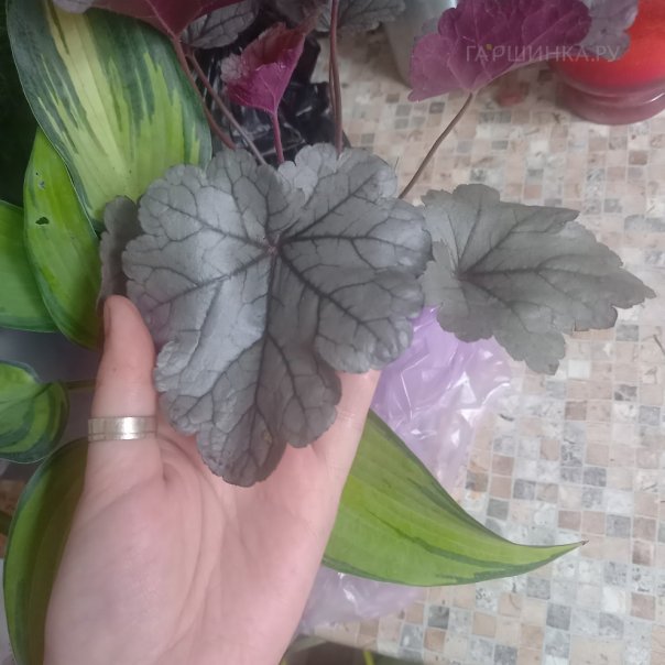 превью изображения отзыва