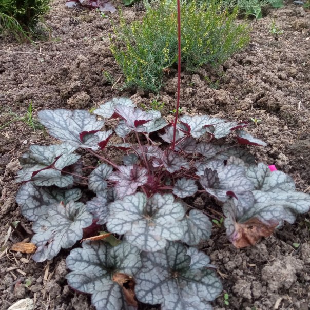 превью изображения отзыва