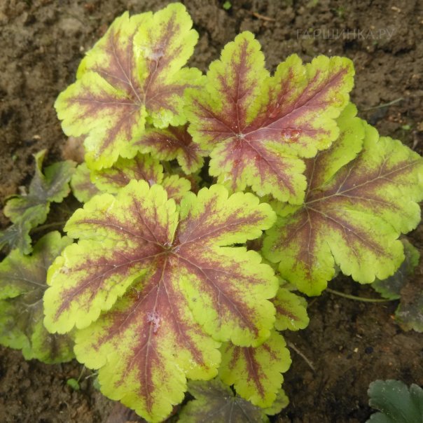 превью изображения отзыва