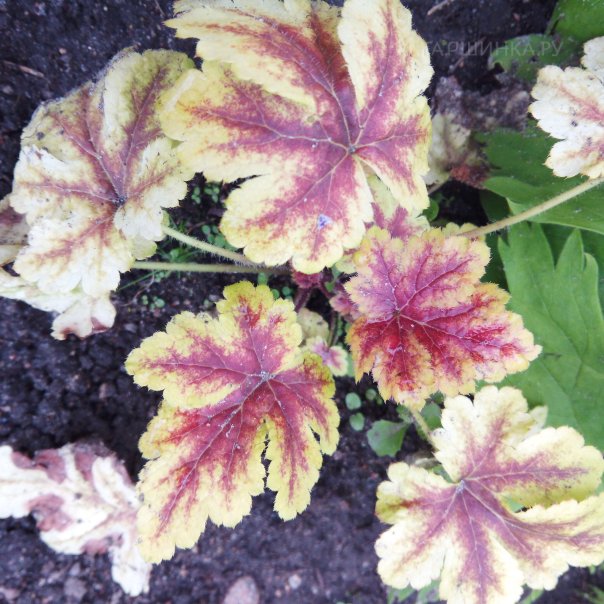 превью изображения отзыва