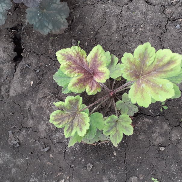 превью изображения отзыва