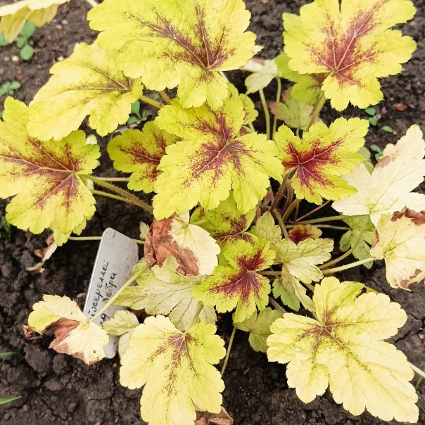 превью изображения отзыва