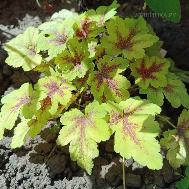 превью изображения отзыва