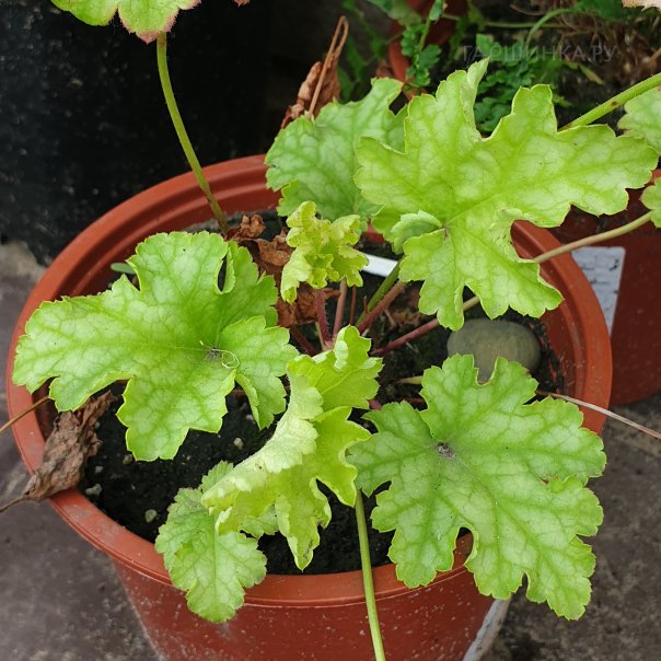 превью изображения отзыва