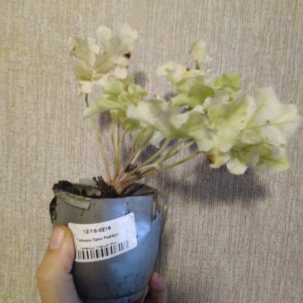 превью изображения отзыва