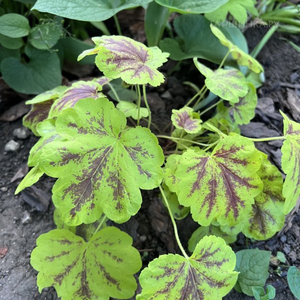 превью изображения отзыва