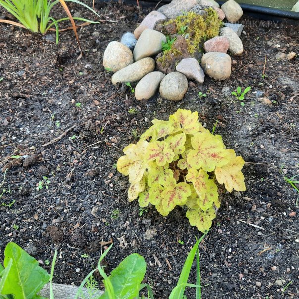 превью изображения отзыва