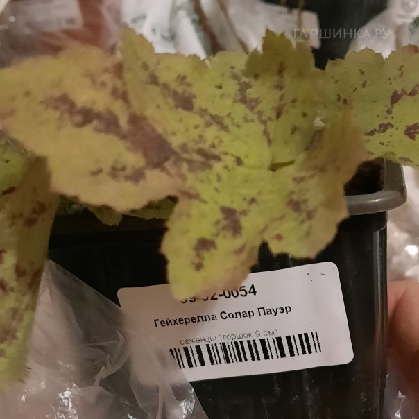 превью изображения отзыва