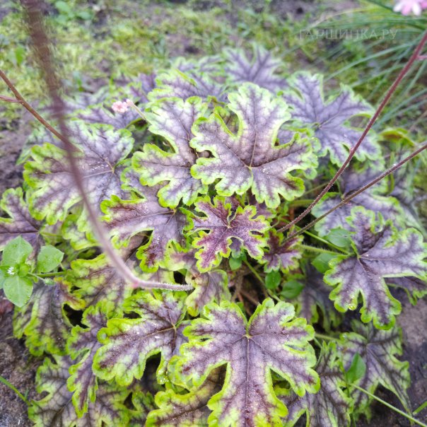 превью изображения отзыва