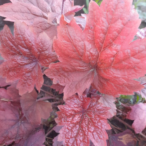 превью изображения отзыва