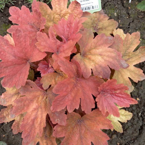 превью изображения отзыва