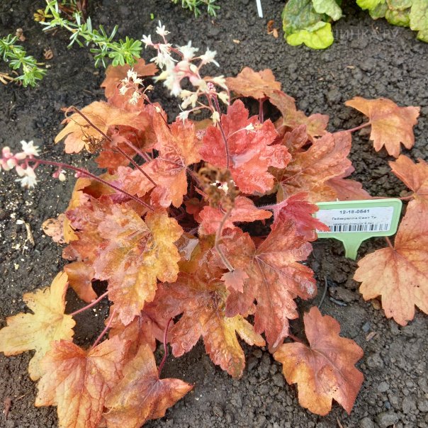 превью изображения отзыва