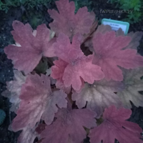 превью изображения отзыва