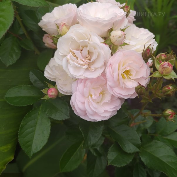 превью изображения отзыва