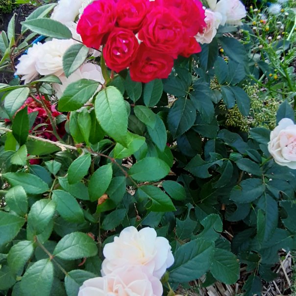 превью изображения отзыва