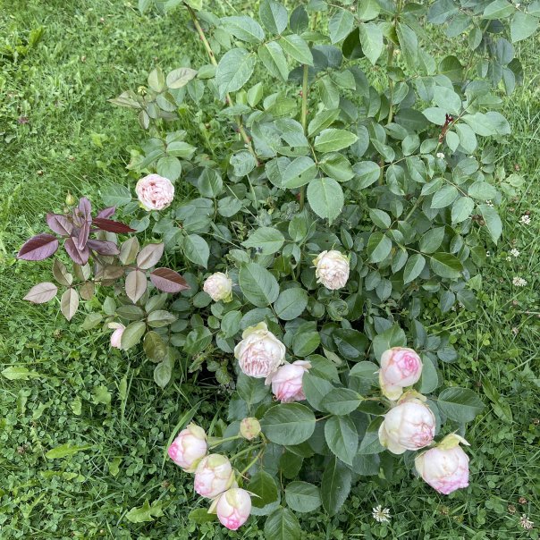 превью изображения отзыва