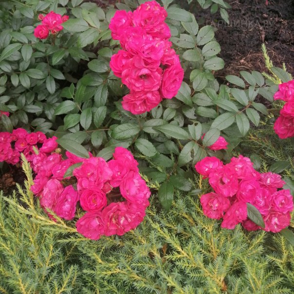 превью изображения отзыва