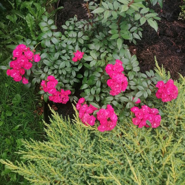 превью изображения отзыва