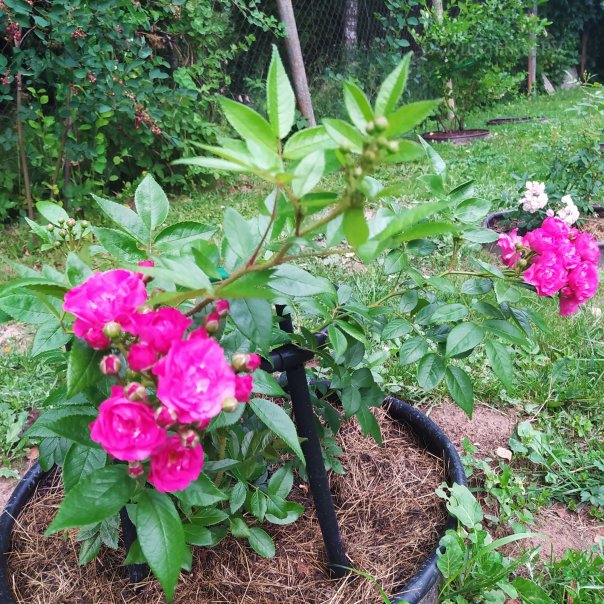 превью изображения отзыва