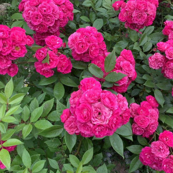 превью изображения отзыва