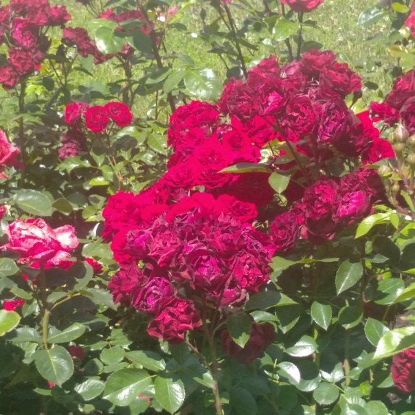 превью изображения отзыва