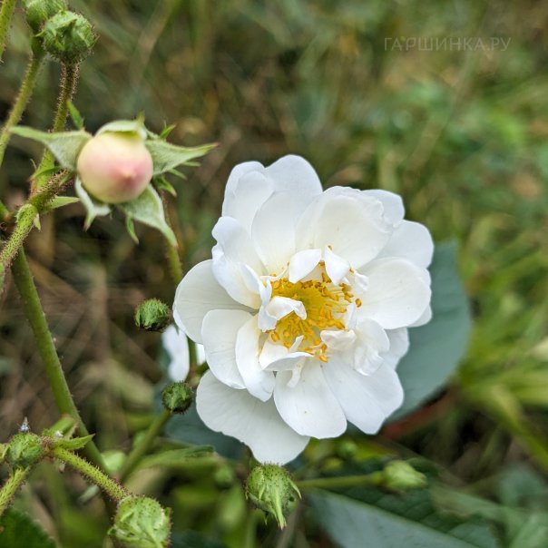 превью изображения отзыва