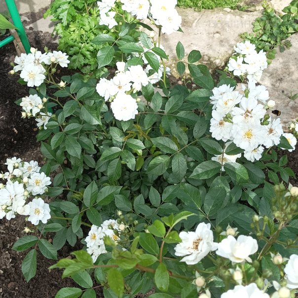 превью изображения отзыва