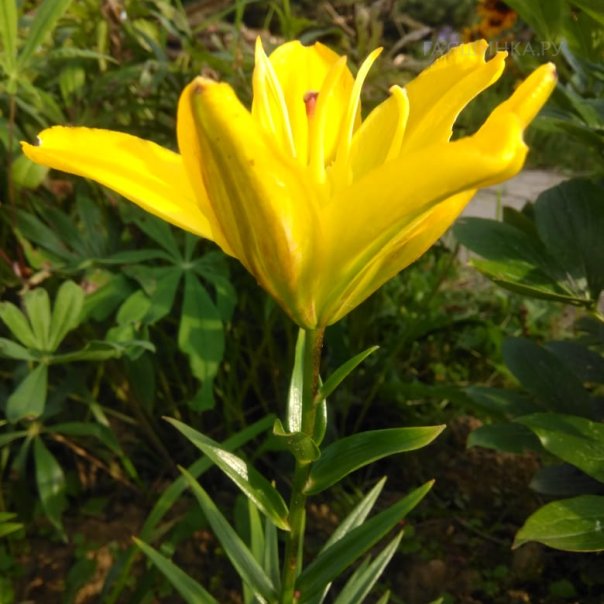 превью изображения отзыва