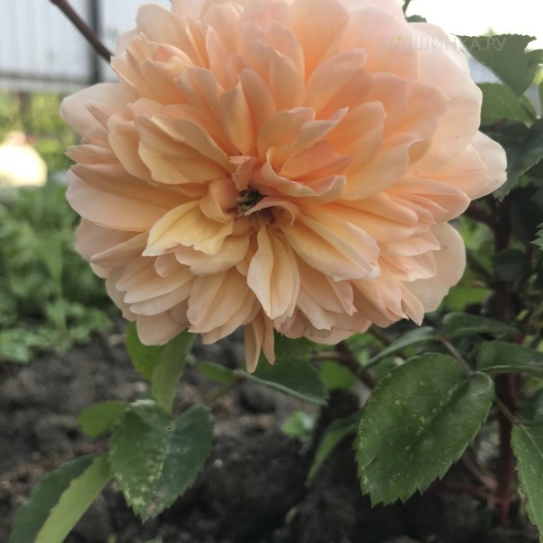 превью изображения отзыва