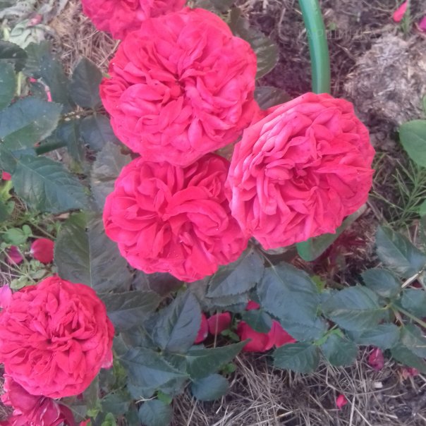 превью изображения отзыва