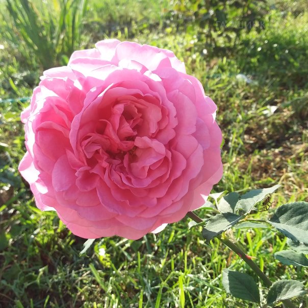 превью изображения отзыва