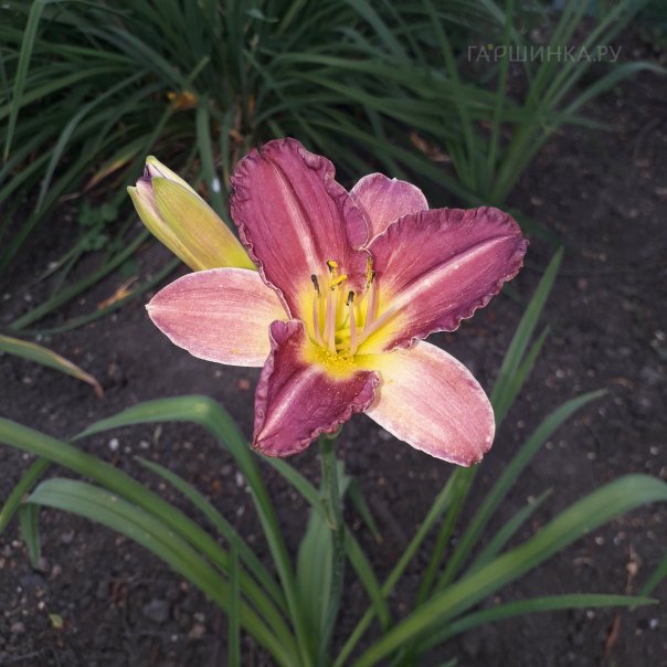 превью изображения отзыва