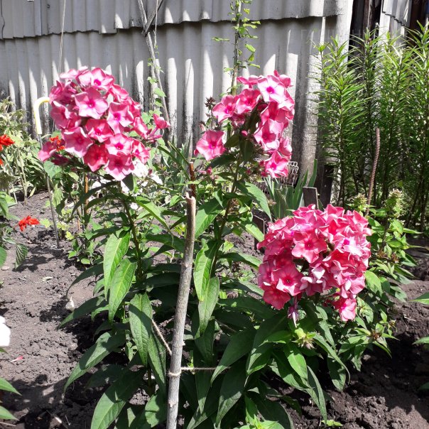 превью изображения отзыва