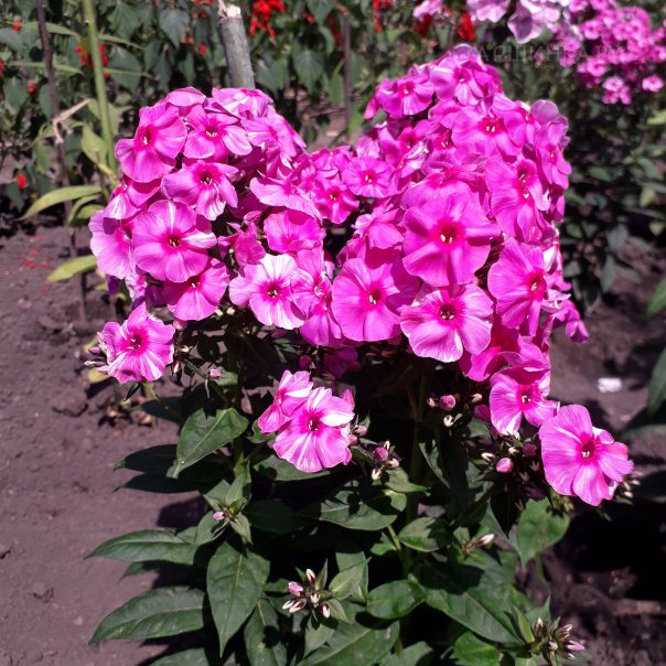 превью изображения отзыва