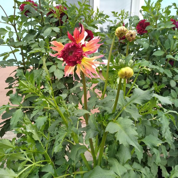 превью изображения отзыва