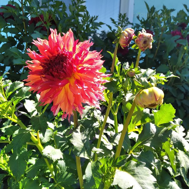 превью изображения отзыва