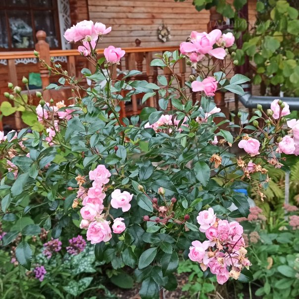 превью изображения отзыва