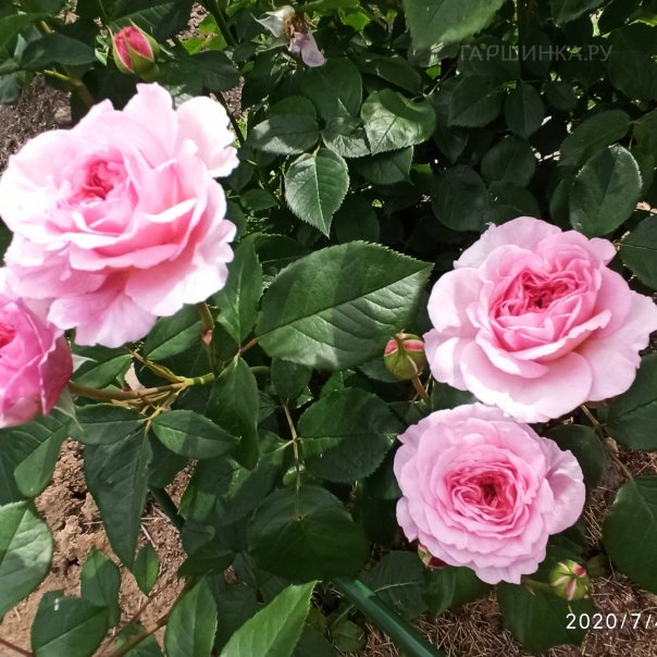 превью изображения отзыва