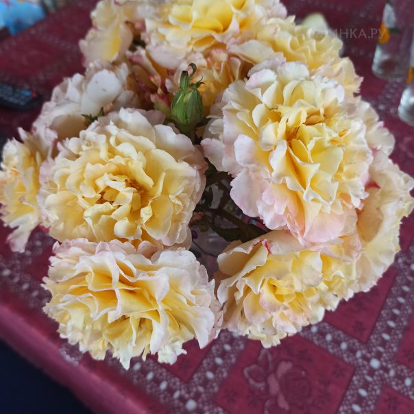 превью изображения отзыва