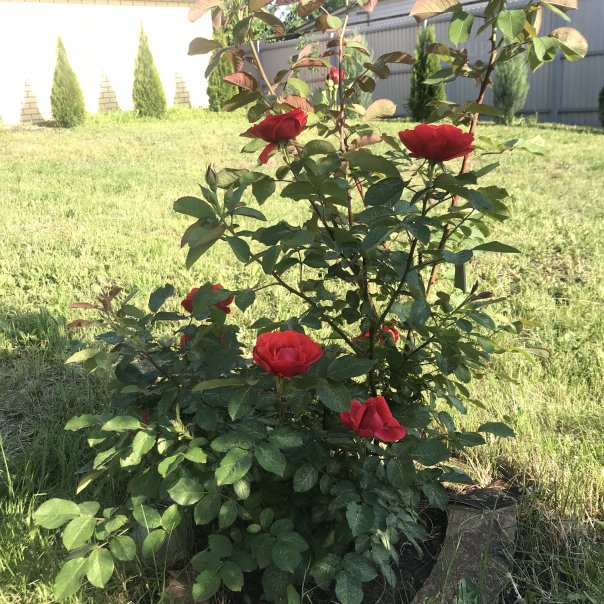 превью изображения отзыва